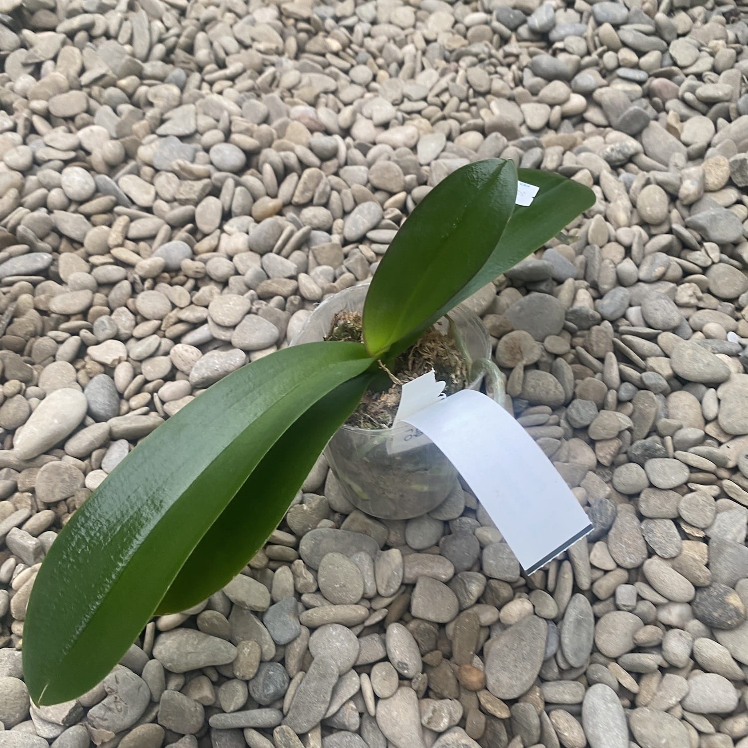 Phalaenopsis (Kung's Amar Philip × Nankung's 4.55 PM) × Lioulin Hot Lip