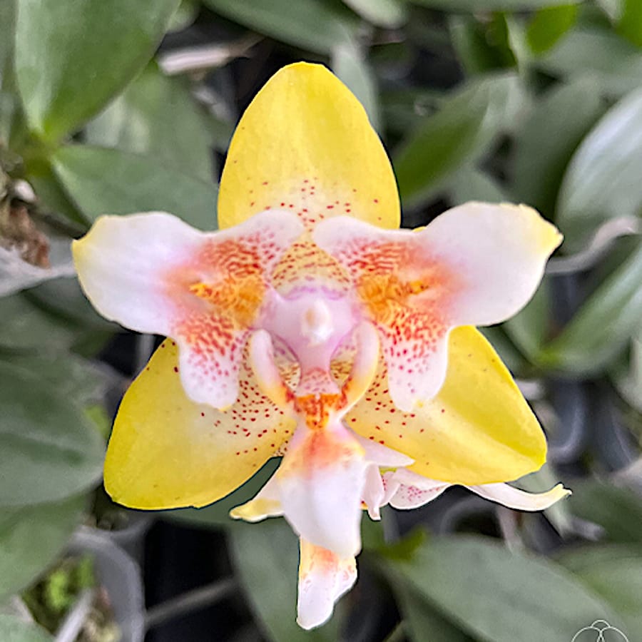 Phalaenopsis (Yaphon Perfume × Brother Sala Gold) 'Yaphon ES-1'