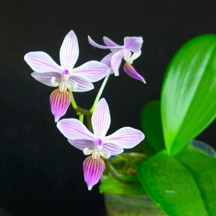 Phalaenopsis equestris 'Stripe'