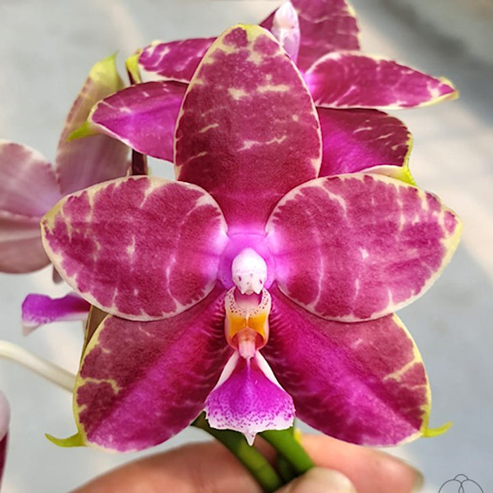 Phalaenopsis Ailiao Princess Gelb