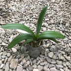 Phalaenopsis hieroglyphica var. flava