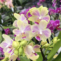 Phalaenopsis 'Limited OPTI'