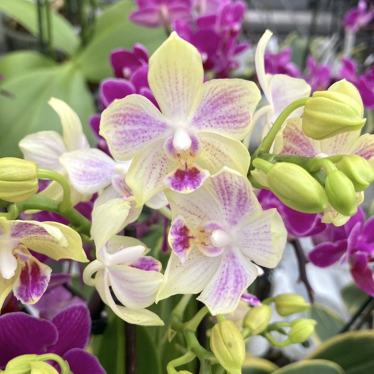 Phalaenopsis 'Limited OPTI'