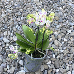 Phalaenopsis 'Limited OPTI'