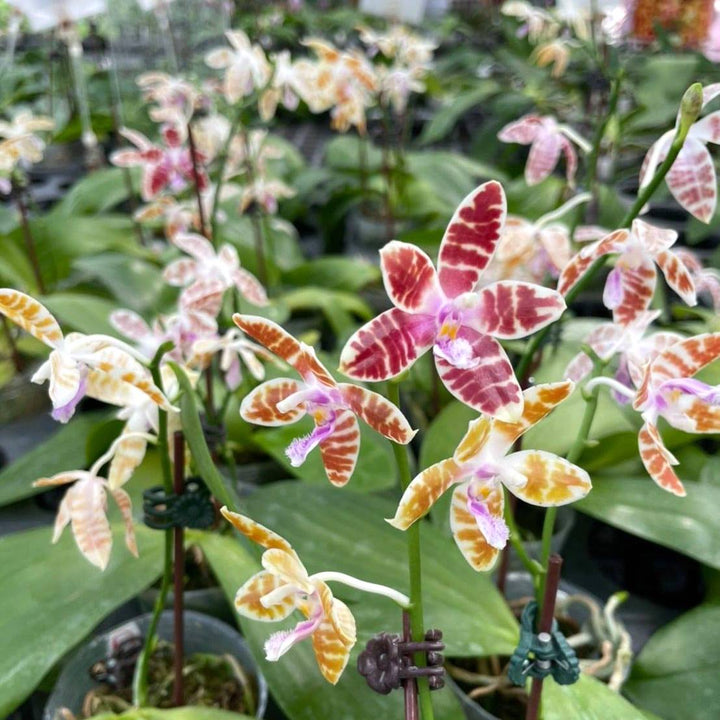 Phalaenopsis mariae × tetraspis 'C1'