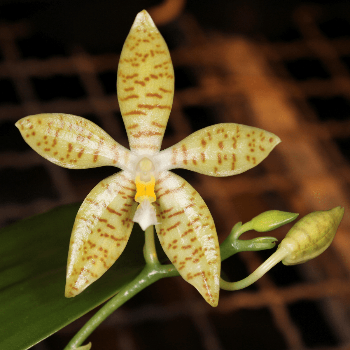 Phalaenopsis pallens