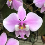 Phalaenopsis schilleriana 'TKB' *parfumée