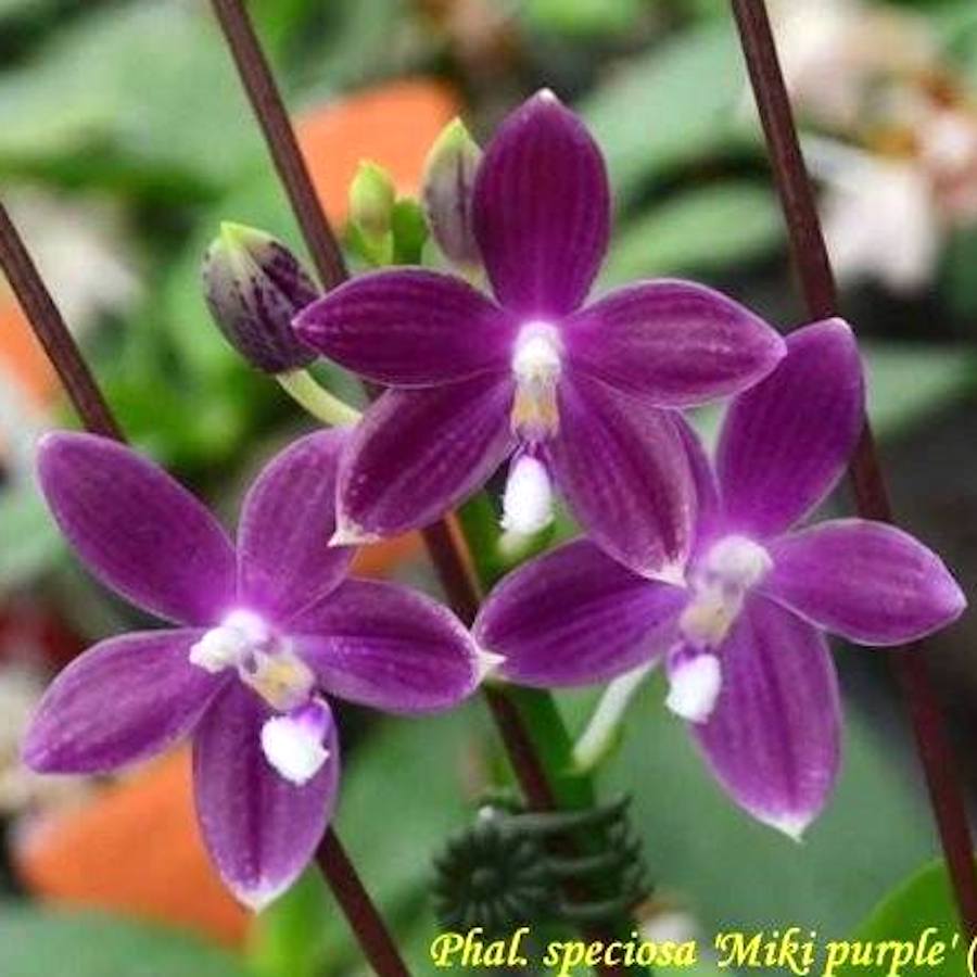 Phalaenopsis speciosa 'Miki Purple'