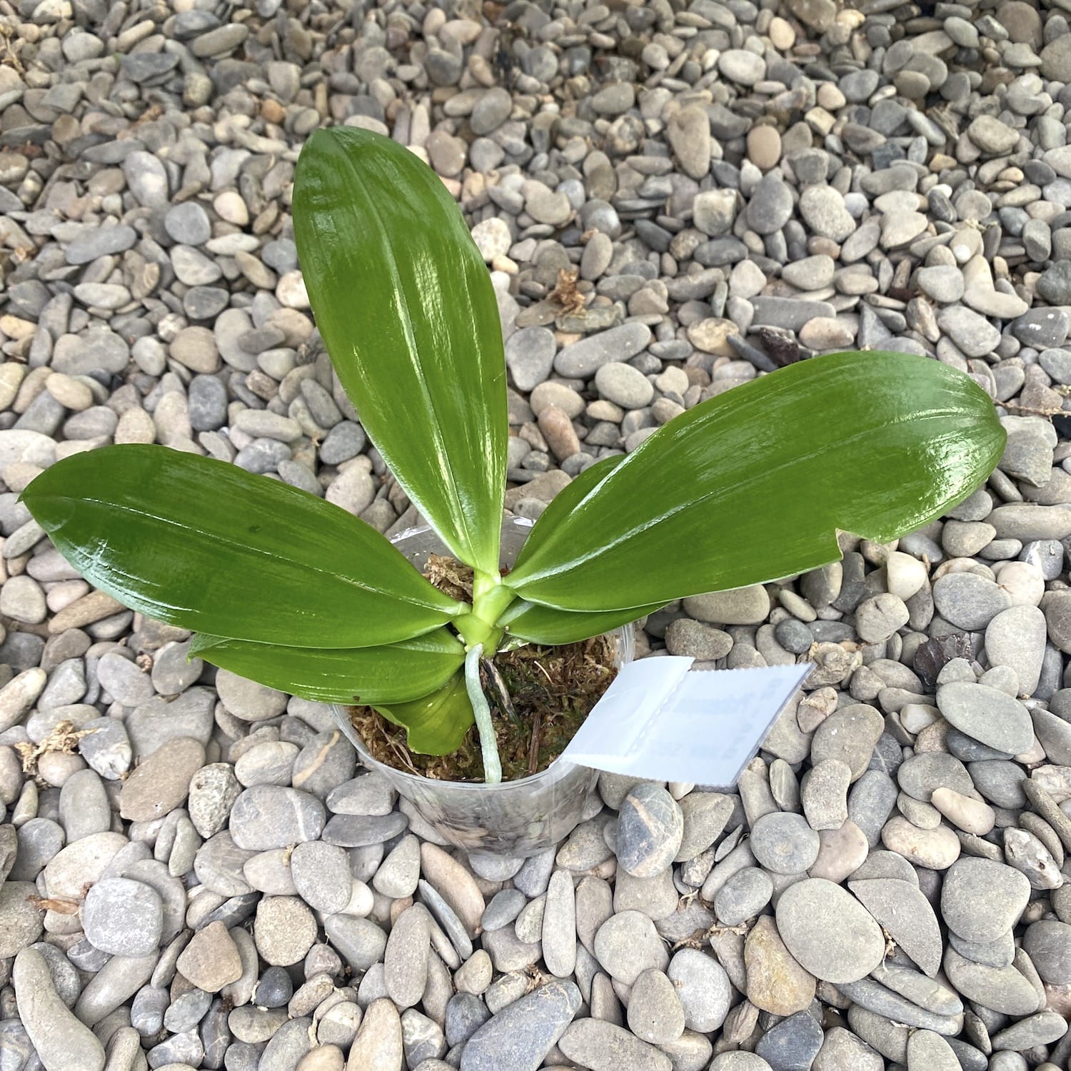 Phalaenopsis speciosa 'Yong Blue'