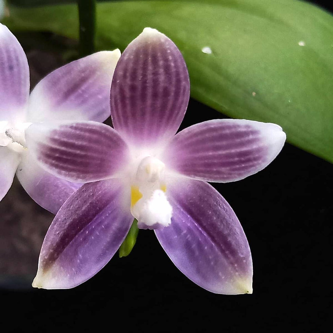 Phal. speciosa 'Yong Blue'