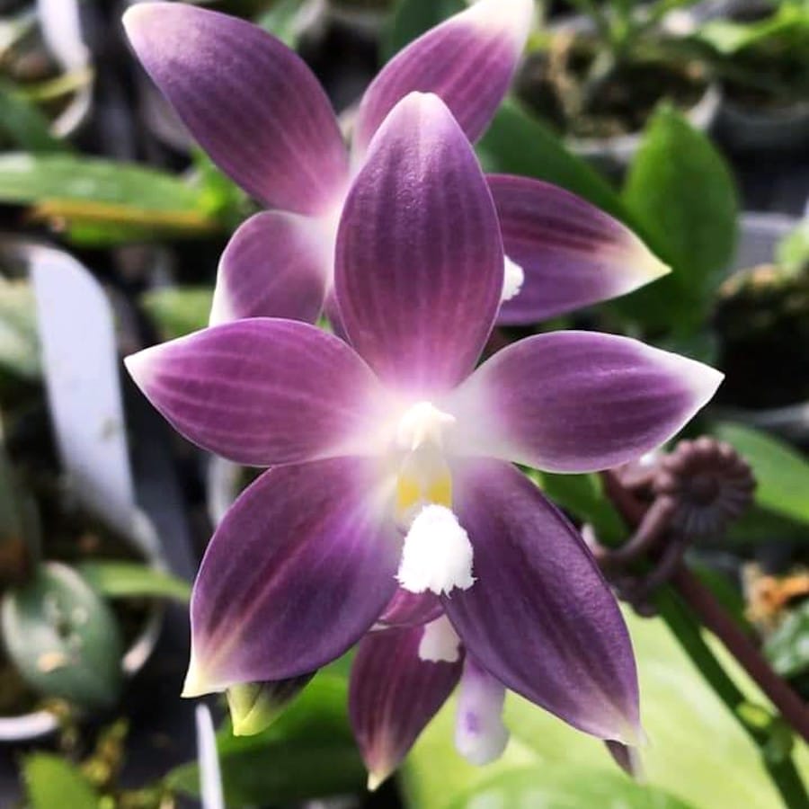 Phal. speciosa 'Yong Blue'