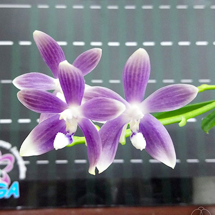 Phalaenopsis tetraspis 'Blue'