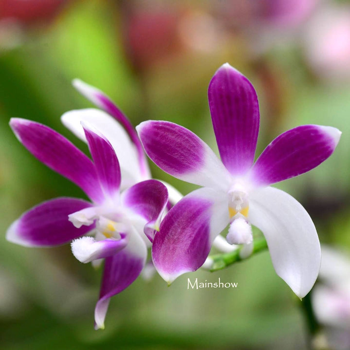 Phalaenopsis tetraspis 'Blue'