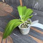 Phalaenopsis venosa 'CH' (Red Form) fragrant