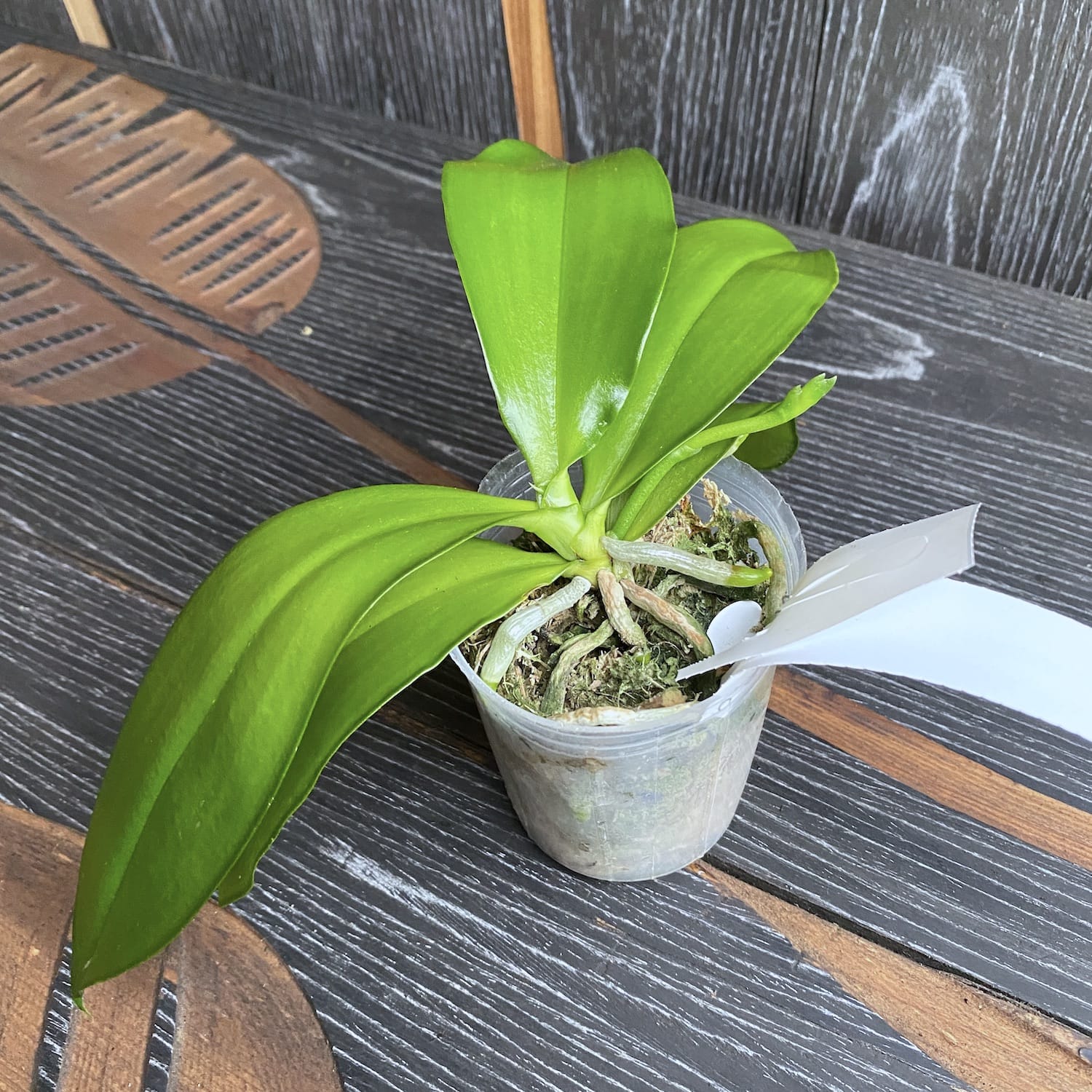 Phalaenopsis venosa 'CH' (Red Form) fragrant