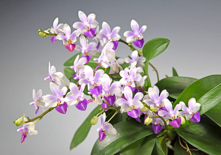 Phalaenopsis Anna-Larati Soekardi