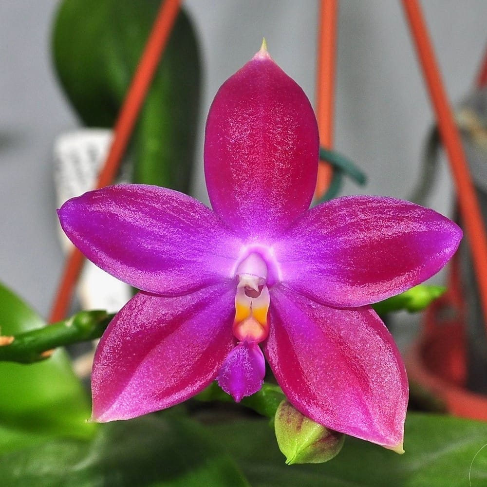 Phalaenopsis Germaine Vincent var. blue