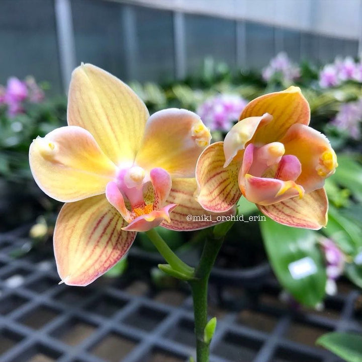 Phalaenopsis I-Hsin Berry Cutie (peloric)