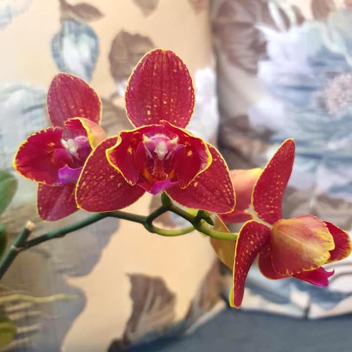 Phalaenopsis I-Hsin Claire (peloric - 3 lips)