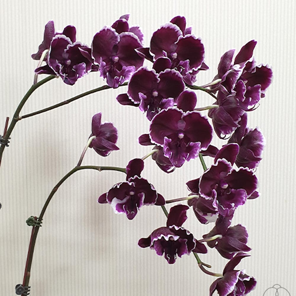 Phalaenopsis Miki Baroque '436' - Velká pysk