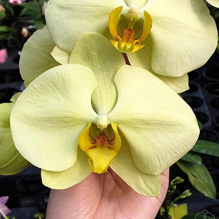 Phalaenopsis Star Green Beauty