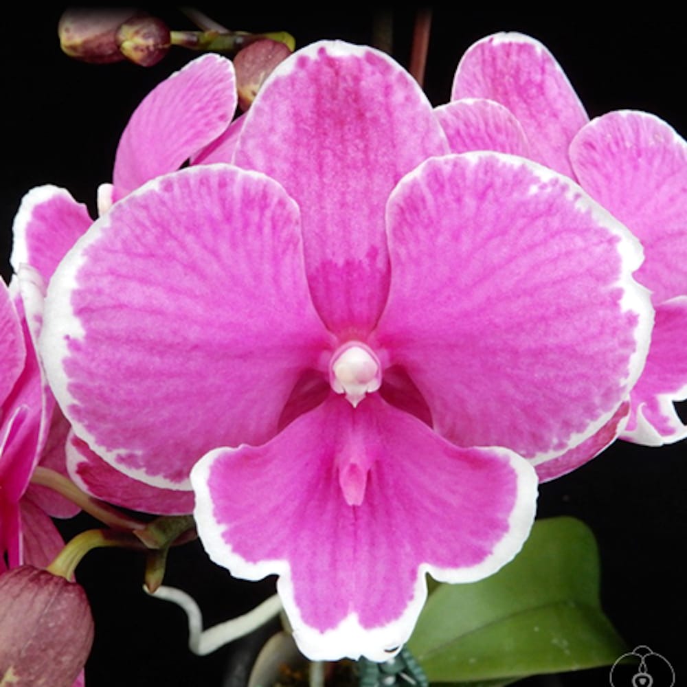 Phalaenopsis Younghome Pinying '0792'