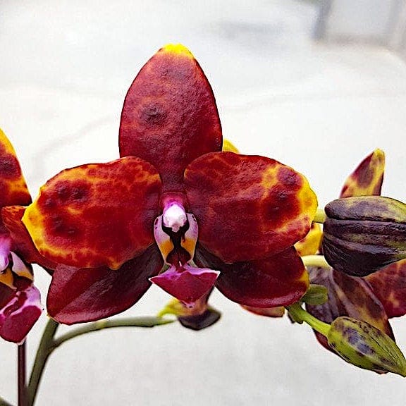 Phalaenopsis Allura 'Voodoo'