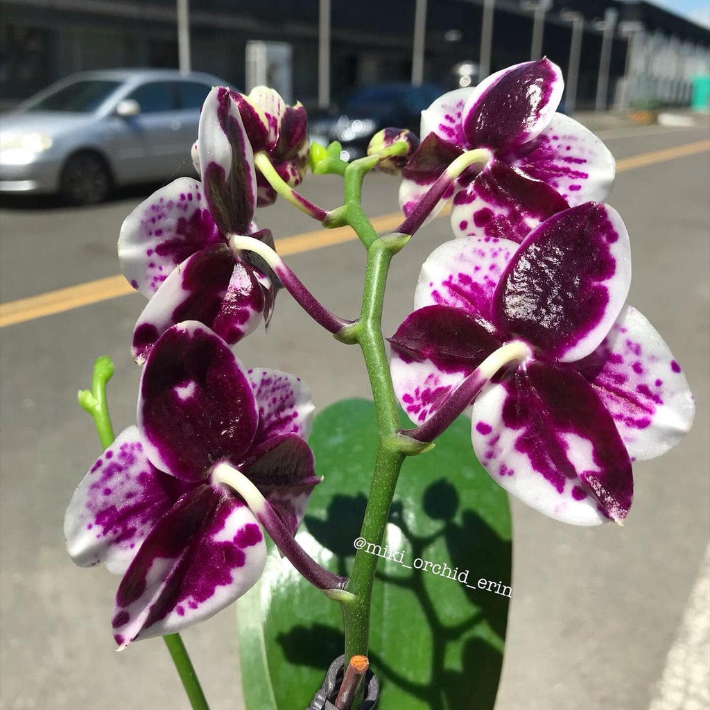 Phalaenopsis Allura Medina