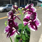 Phalaenopsis Allura Medina