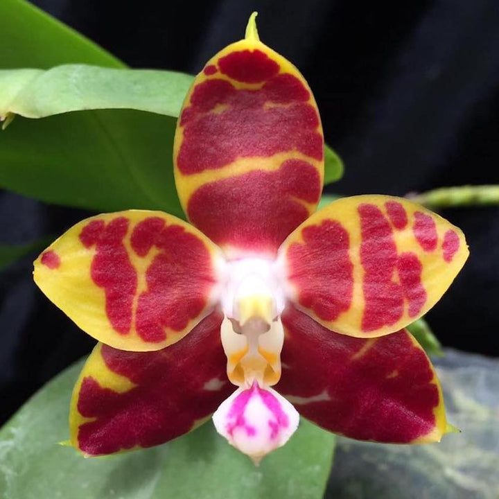 Phalaenopsis Brother Ambo Passion 'Hsia#49'