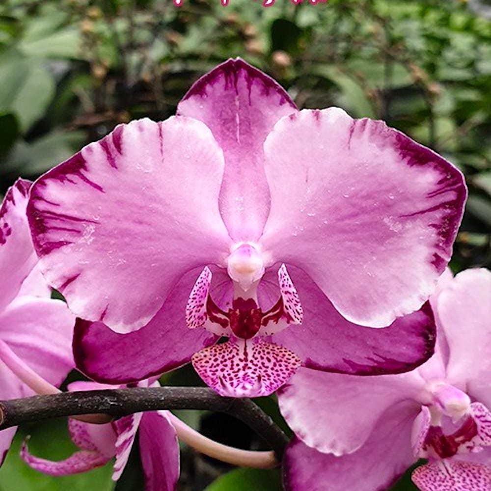 Phalaenopsis Cappuccino