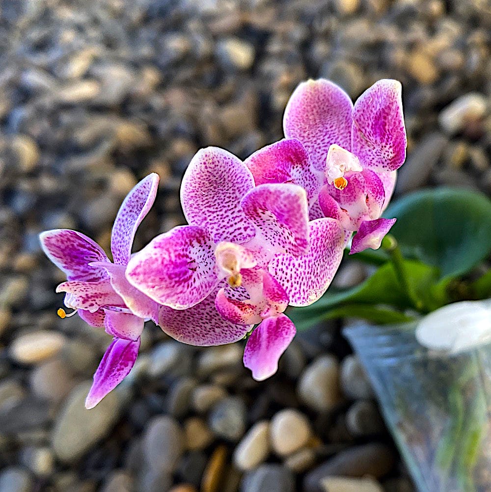 Phalaenopsis Caribbean Sunset × minus