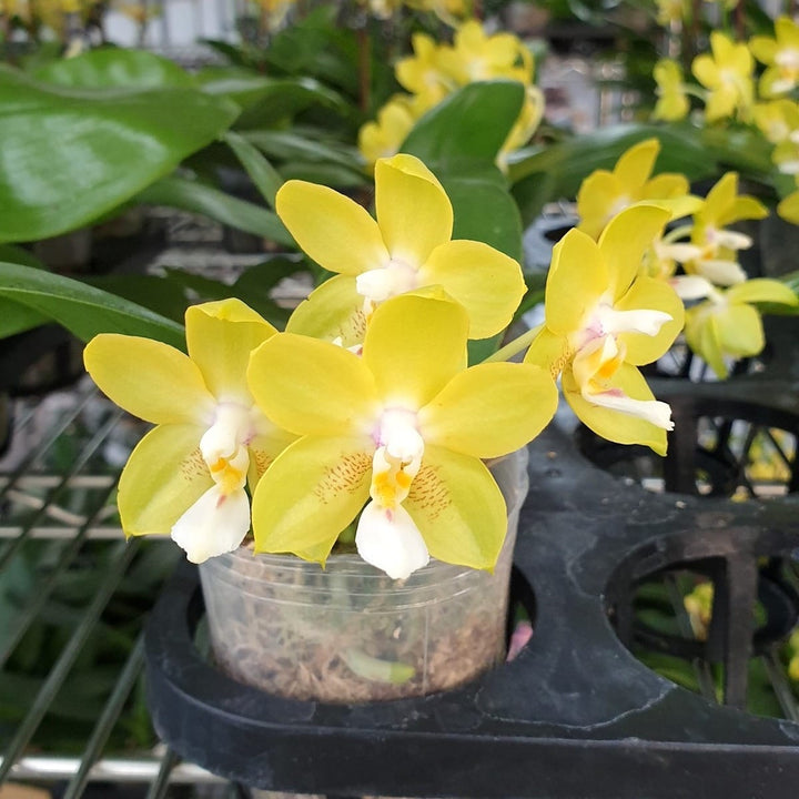 Phalaenopsis Chiada Sherry