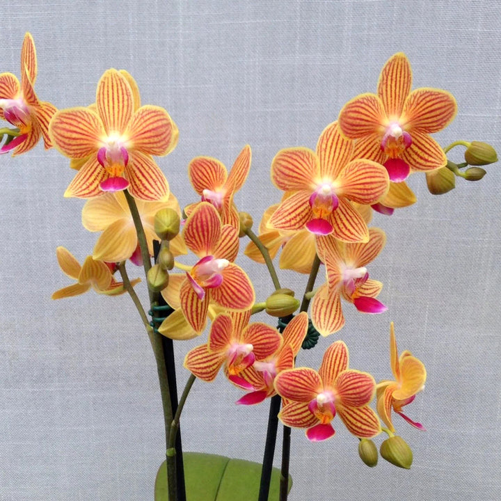 Phalaenopsis Chingruey's Goldstaff 'Fortune'