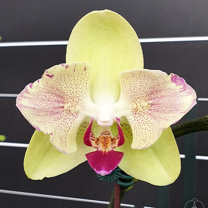 Phalaenopsis Fortune Saltzman (peloric - butterfly)