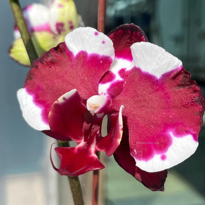 Phalaenopsis Fuller's Sunshine