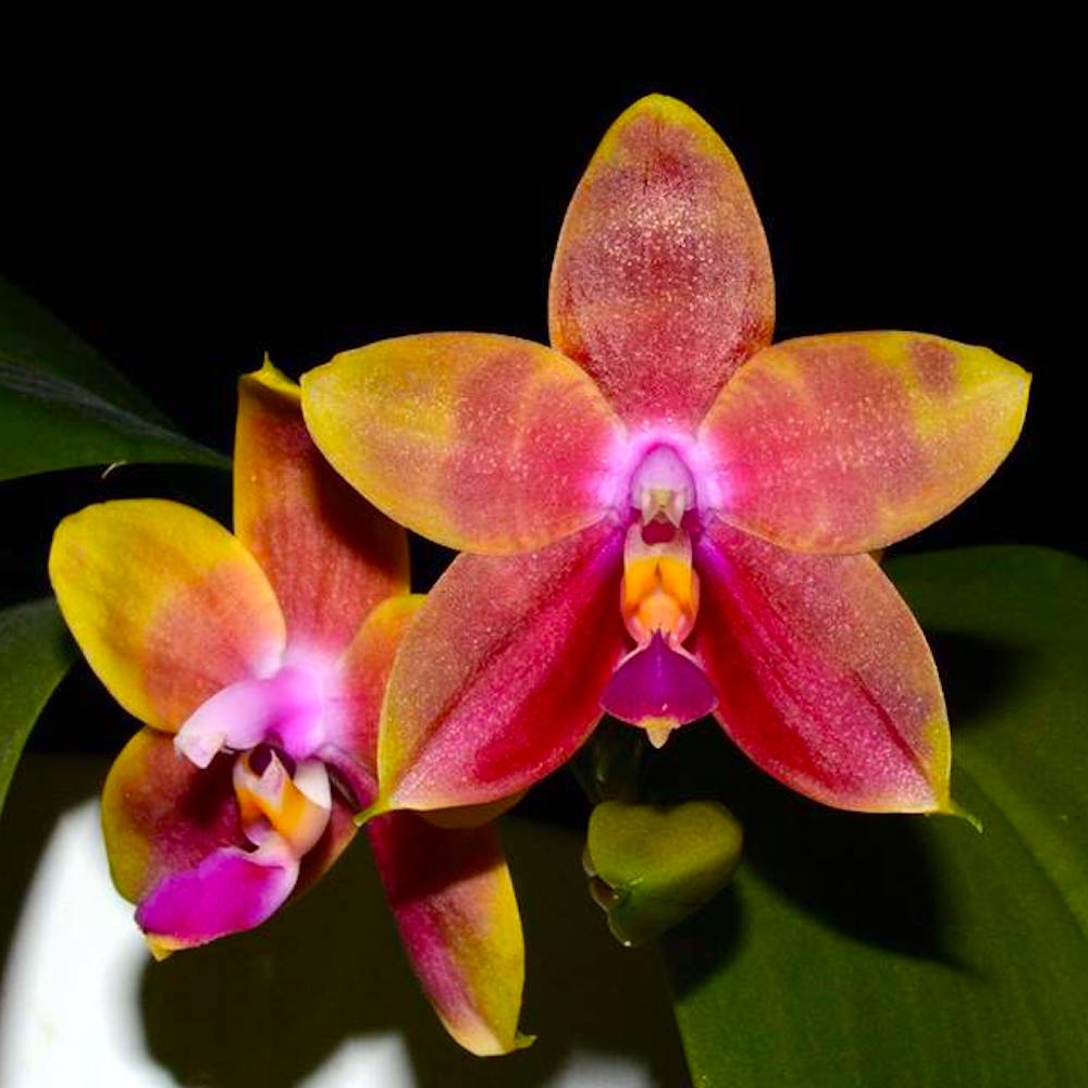 Phalaenopsis Guadalupe Pineda 'Yaphon'