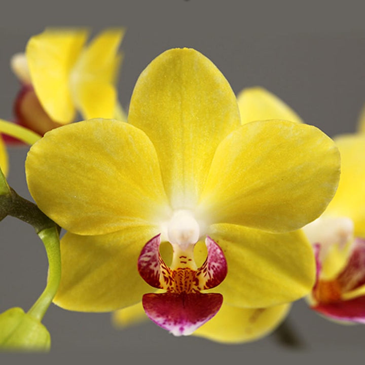 Phalaenopsis Hornglin Moore