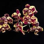 Phalaenopsis I-Hsin Circus