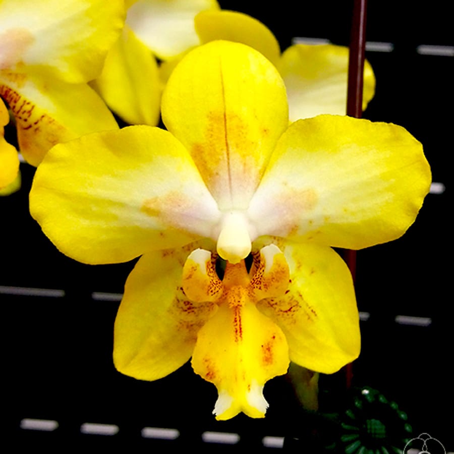 Phalaenopsis I-Hsin Samuel