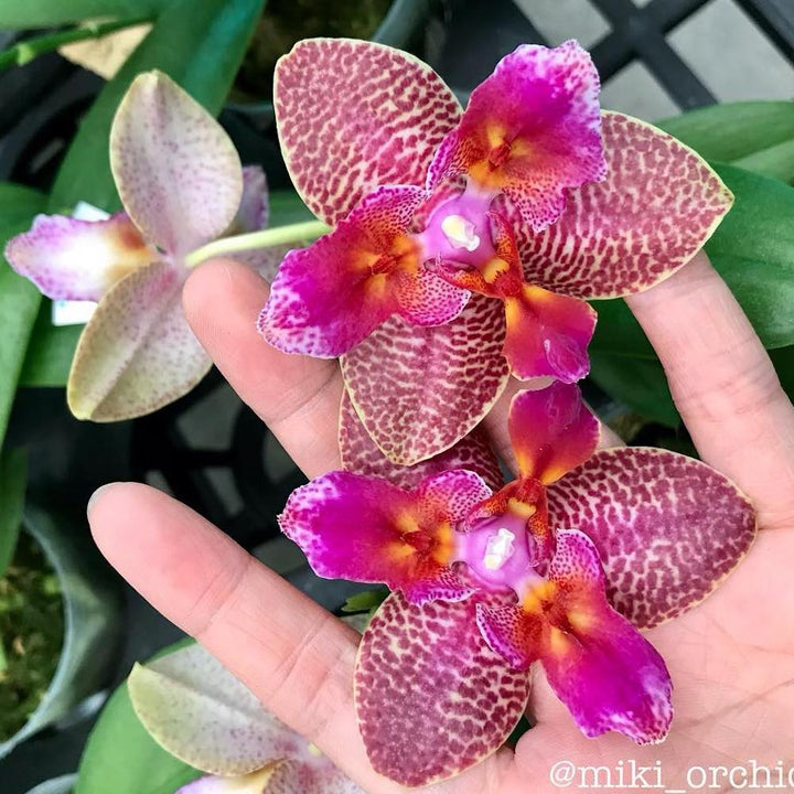 Phalaenopsis Joy Fairy Tale '670'