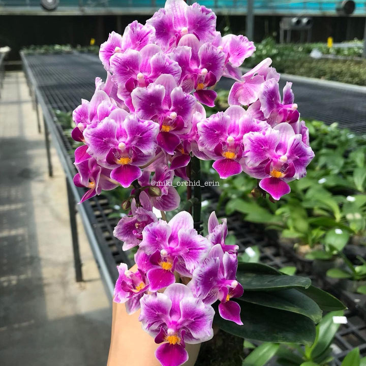 Phalaenopsis Lioulin Grape (peloric - butterfly)