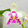 Phalaenopsis Lyndon Mix Zebra '822'