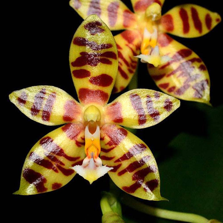 Phalaenopsis Mambo (amboinensis × mannii)