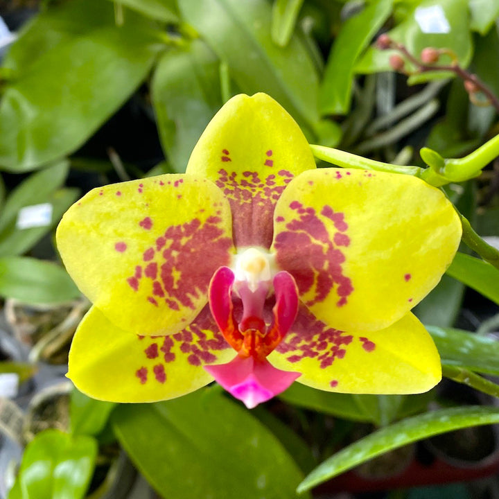 Phalaenopsis Meidarland Goldsmith