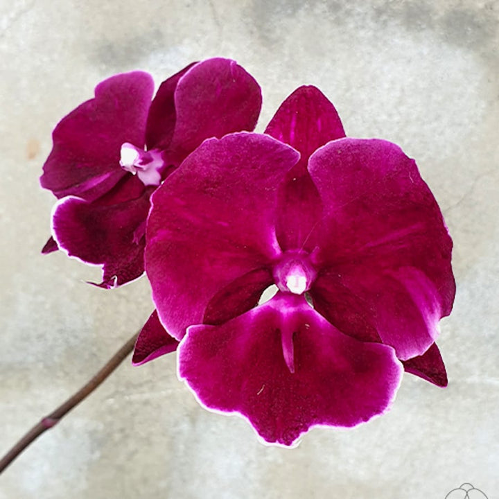 Phalaenopsis Miki Black Marble '469'