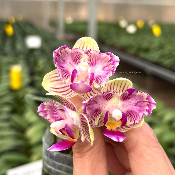 Phalaenopsis Miki Lovely Girl