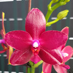 Phalaenopsis Miki Peoker Κορίτσι '751' - αρωματικά κηρωμένα λουλούδια