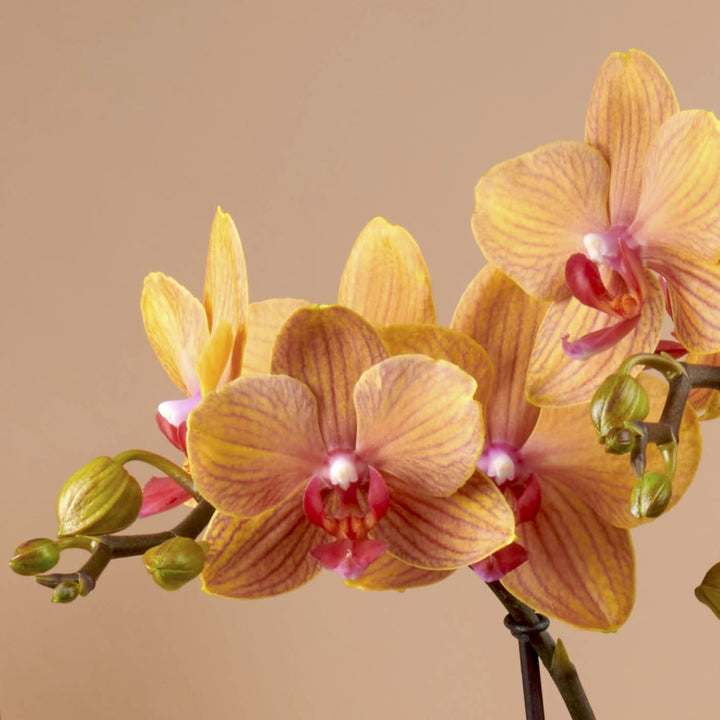 Phalaenopsis MyMonro Bronzer