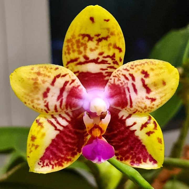 Phalaenopsis Orchid World